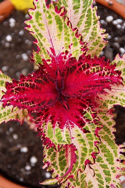 Solenostemon `Peter Wonder` - Buntnessel