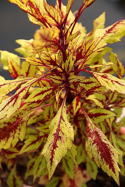Solenostemon `Pineapple Splash` - Buntnessel
