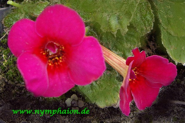 Achimenes `Nightfall` - Schiefteller