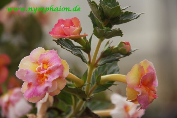 Achimenes `Cytro` - Schiefteller