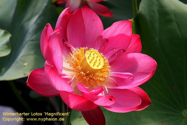 Nelumbo `Magnificent` - Lotosblume