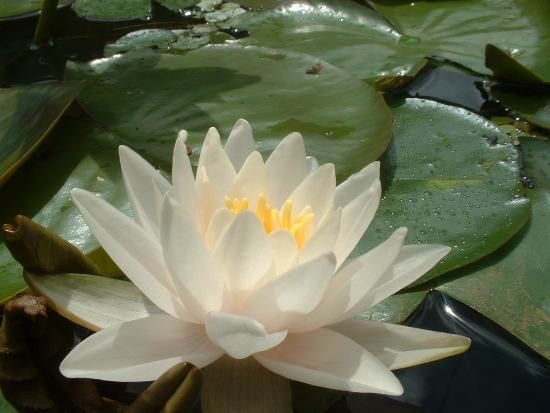 Nymphaea `Walter Pagels` - Winterharte Seerose