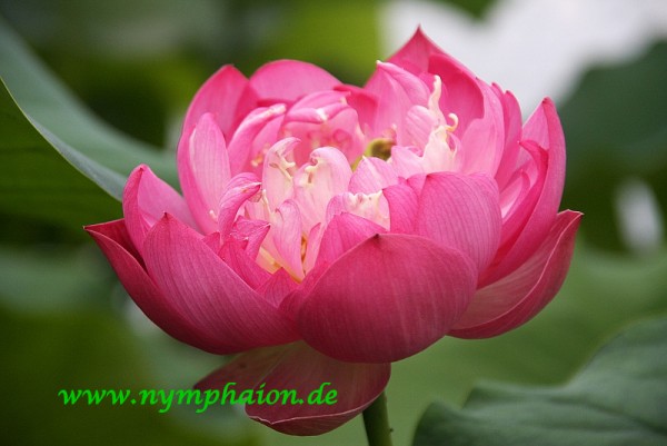 Nelumbo `Pfirsich mit Regentropfen` - Lotosblume