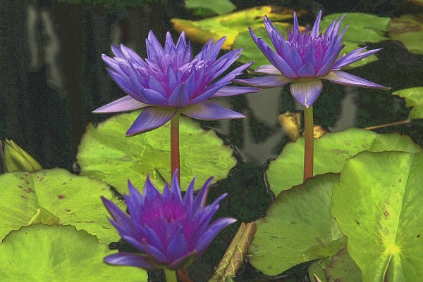 Nymphaea `King of Siam` - Tropische Seerose