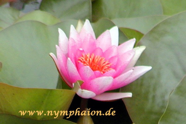 Nymphaea `Neptune` - Winterharte Seerose