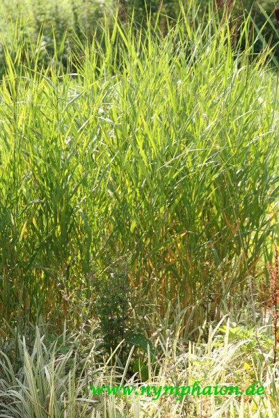Phragmites australis ssp. humilis - Zwergschilfrohr