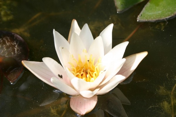 Nymphaea candida var. neglecta - Übersehene Seerose