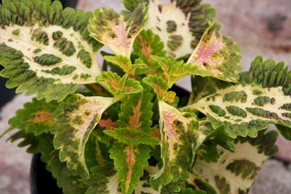 Solenostemon `Jade Sport` - Buntnessel