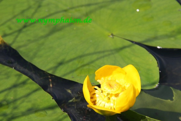 Nuphar lutea [L.] - Große Mummel