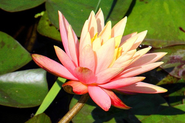 Nymphaea `Gregg`s Orange Beauty` - Winterharte Seerose