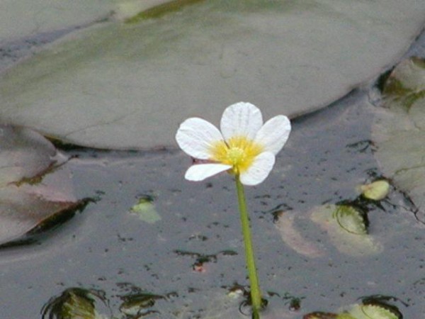 Ranunculus aquatilis [L.] - Wasserhahnenfuß