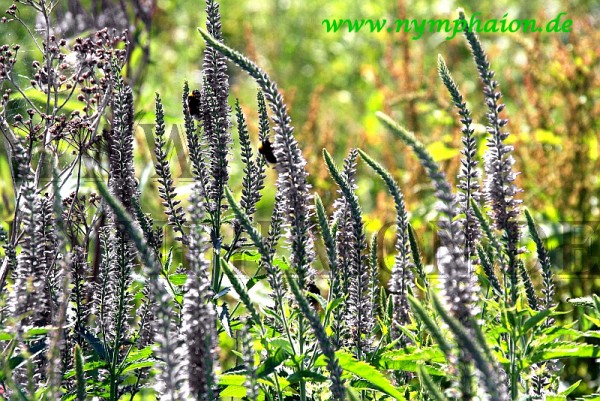 Veronica longifolia `Schneeriesin' - Langblättriger Ehrenpreis