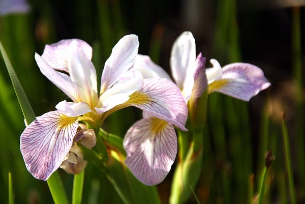 Iris versicolor `Candystriper` - Verschiedenfarbige Schwertlilie