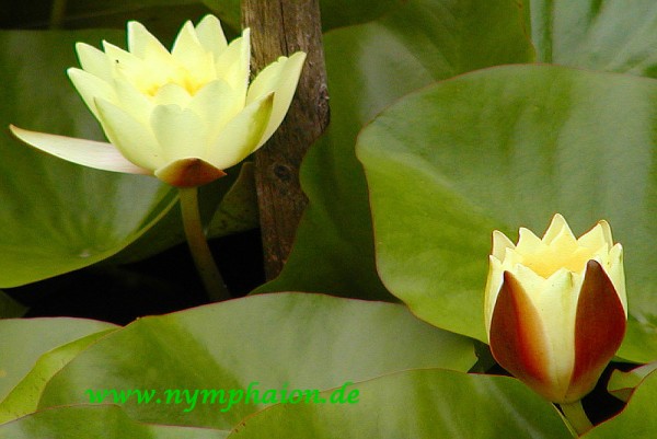 Nymphaea `Moorei` - Winterharte Seerose