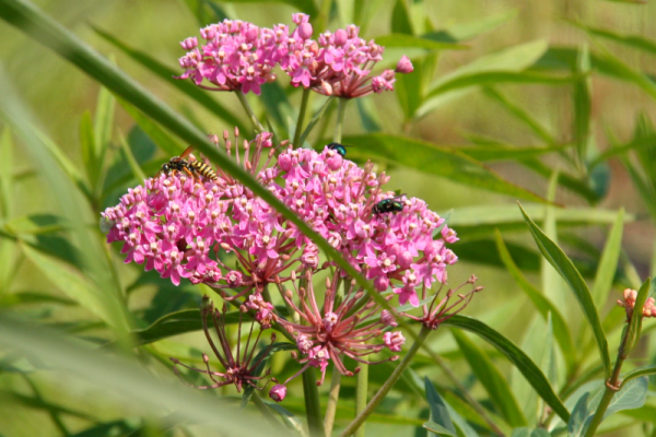 Asclepias incarnata `Cinderella` - Seidenblume