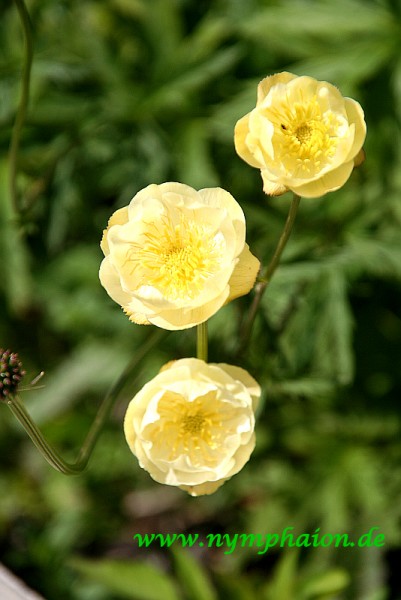 Trollius x cultorum `Alabaster` - Trollblume