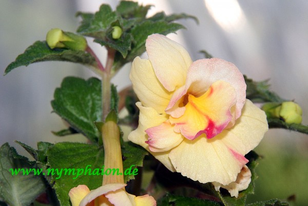 Achimenes `Yellow Fever` - Schiefteller