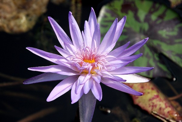 Nymphaea `Midnight Embers` - Tropische Seerose