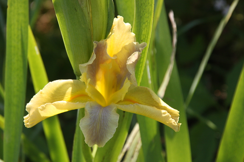 Iris-louisiana-Sun-and-Surf-06-07-11-01