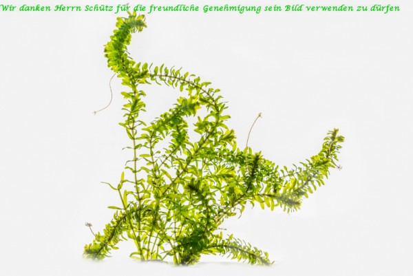 Elodea nuttallii [(Planch) ST. John] - Schmalblättrige Wasserpest