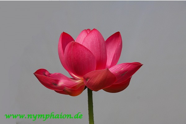 Nelumbo `Ben Gibson` - Lotosblume