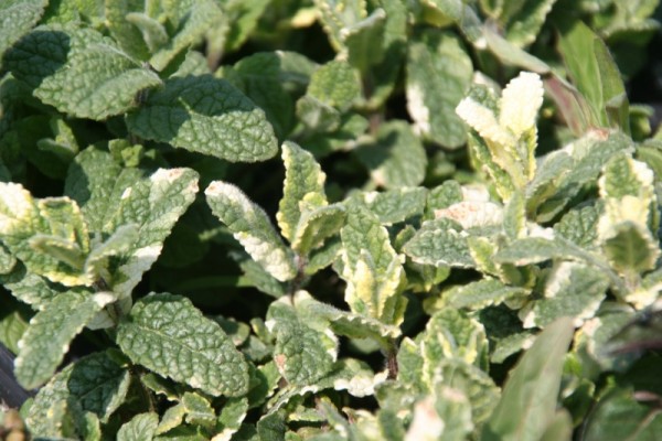 Mentha x gentilis `Variegata` - Ingwerminze
