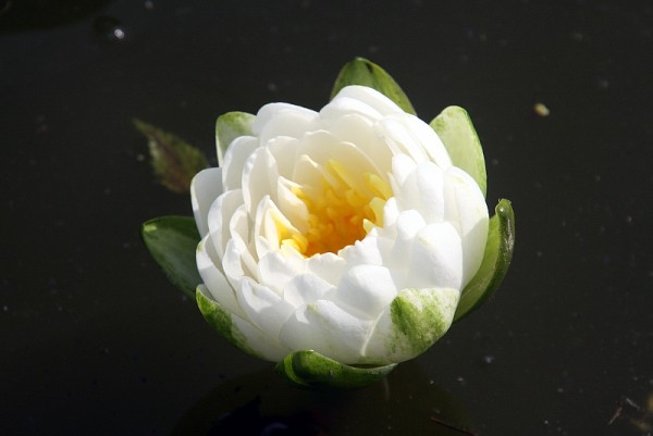 Nymphaea `Ernst Epple Sr.` - Winterharte Seerose