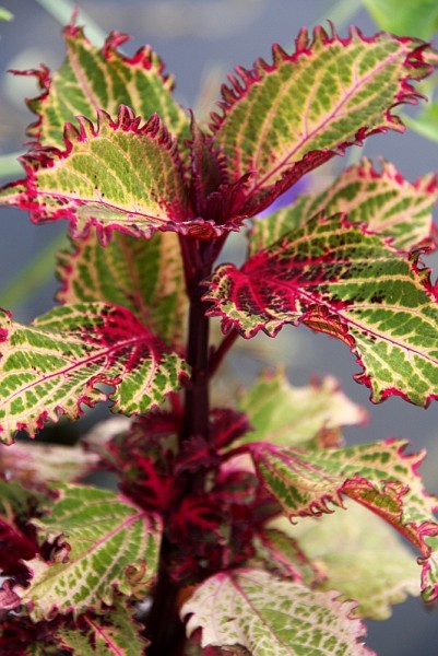 Solenostemon `Elfers` - Buntnessel