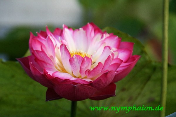 Nelumbo `Frühling auf dem Schreibtisch` - Lotosblume