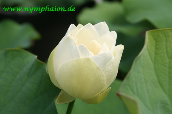 Nelumbo `Baby Doll` - Lotosblume