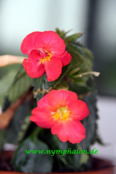 Achimenes `Mary Poppins` - Schiefteller