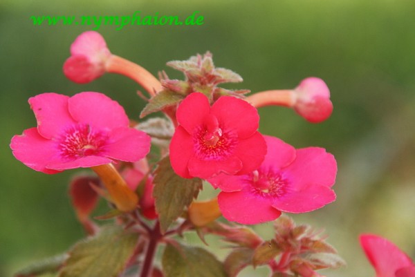 Achimenes `Summer Flame` - Schiefteller