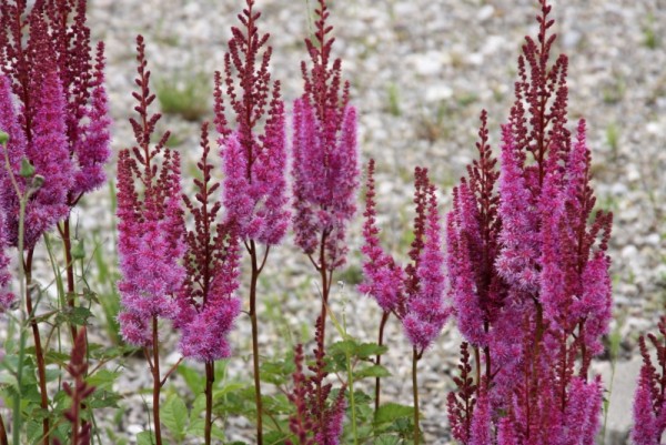 Astilbe chinensis var taquetii `Purpurlanze` - Astilbe
