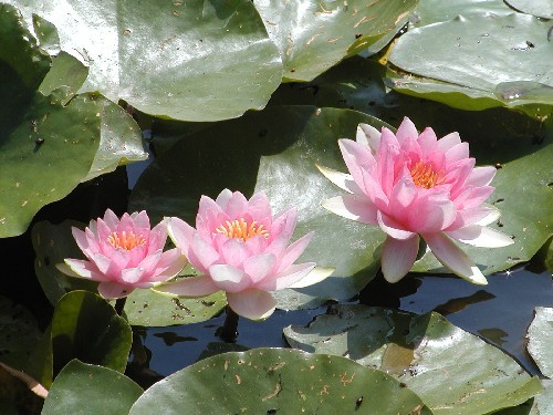 Nymphaea `Fabiola` - Winterharte Seerose