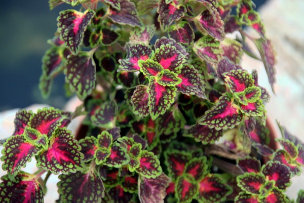 Solenostemon `Lord Falmouth` - Buntnessel