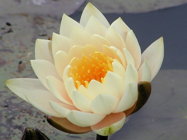 Nymphaea `Inner Light` - Winterharte Seerose