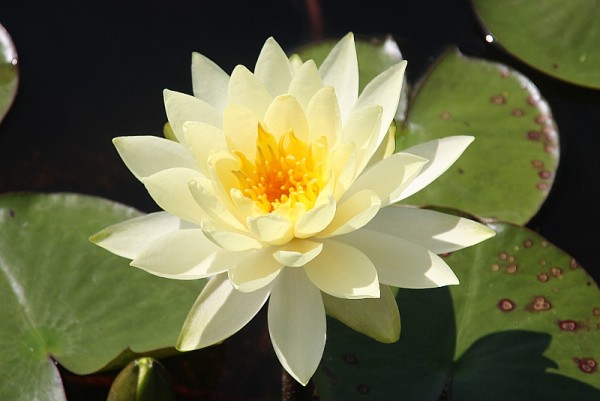 Nymphaea `Yellow Sensation` - Winterharte Seerose