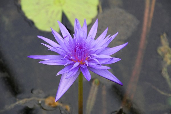 Nymphaea `Midnight` - Tropische Seerosenknolle