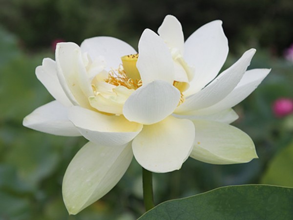 Nelumbo `Gold, Weihrauch und Myrrhe' - Lotosblume