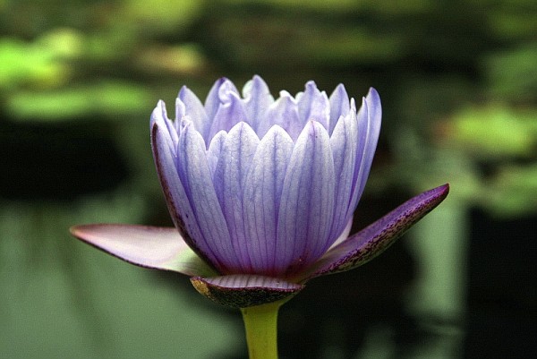 Nymphaea `Leopardess` - Tropische Seerose