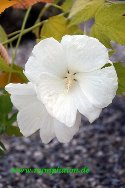Hibiscus coccineus `Summer Snow` - Scharlachroter Hibiscus