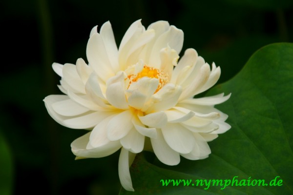 Nelumbo `Kleiner grüner Turm` - Lotosblume