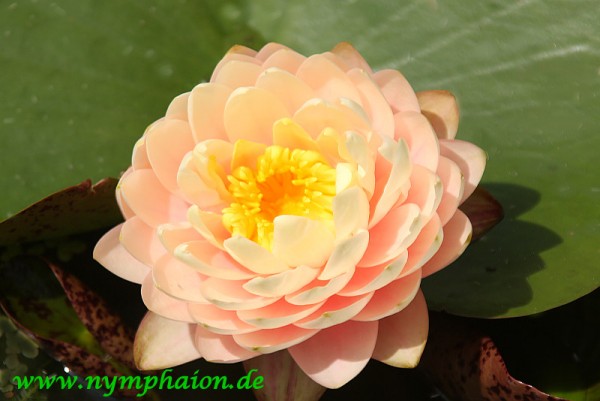 Nymphaea `Blushing Bride'