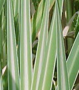 Typha latifolia `Variegata` - Bunter Rohrkolben