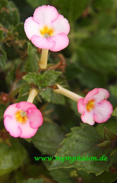 Achimenes `Sunwind` - Schiefteller