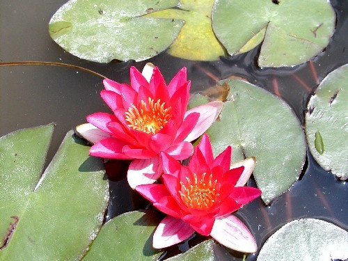 Nymphaea `Pygmaea Rubra` - Winterharte Seerose