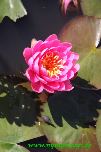 Nymphaea `Perry`s Rich Rose` - Winterharte Seerose