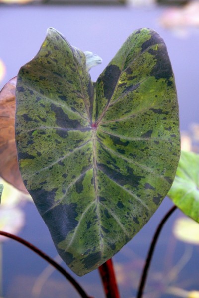 Colocasia esculenta `Black Marble` - Taro