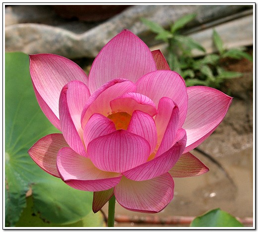 Nelumbo `Beopsu Hongryeon` - Lotosblume