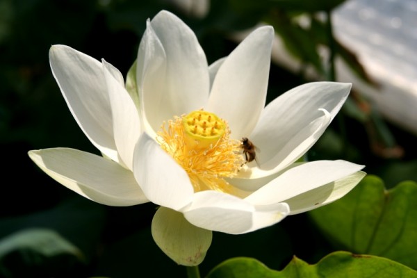 Nelumbo `White Triangle` - Lotosblume